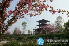 故乡的樱花(周馨兰)