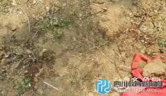 女高中生被捅8刀不治身亡 凶手疑为其男