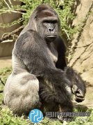 美3岁男童爬进动物园围栏 大猩猩"躺枪